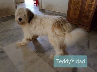 Teddy - Wheaten Terrier Mix Dog