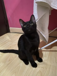 Blacky - Domestic Short Hair Cat