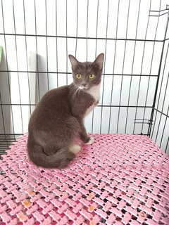 Grey Girl - Domestic Short Hair Cat