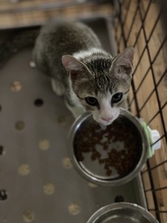 Y T L - Domestic Medium Hair Cat