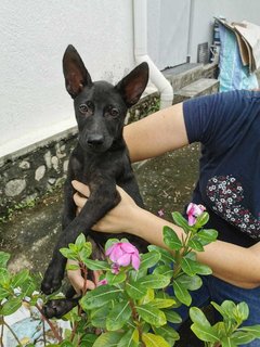 Tango - Mixed Breed Dog