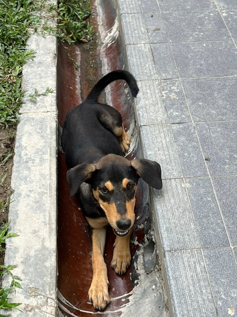 May - Mixed Breed Dog