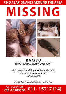 Rambo - Domestic Medium Hair + Bobtail Cat