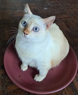 Snowy - Domestic Short Hair Cat