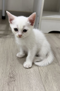 Bsh Mix-second - Domestic Short Hair Cat