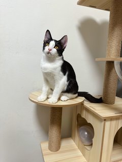 Bsh Mix-panda  - Domestic Short Hair Cat