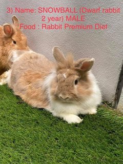 Snowball  - Dwarf Rabbit