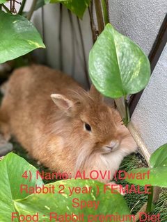 Snowball  - Dwarf Rabbit