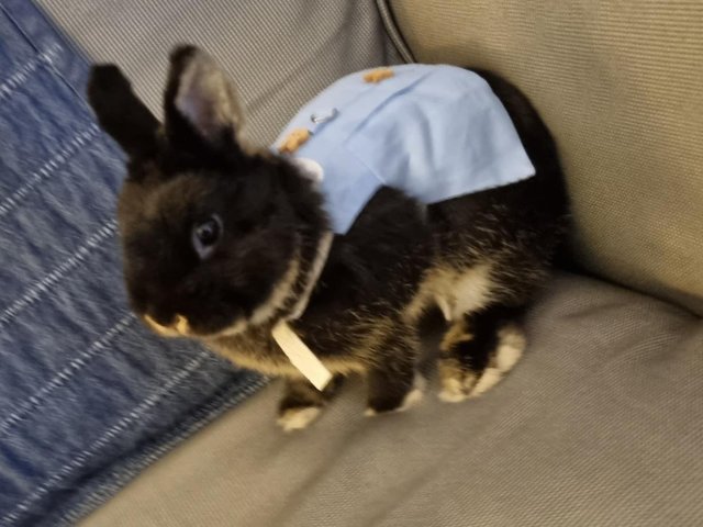 Bucky - Netherland Dwarf Rabbit