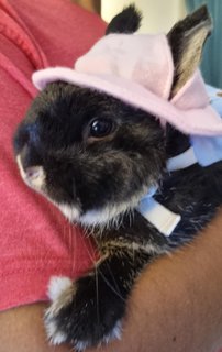 Bucky - Netherland Dwarf Rabbit