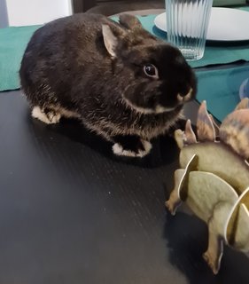 Bucky - Netherland Dwarf Rabbit