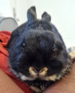 Bucky - Netherland Dwarf Rabbit