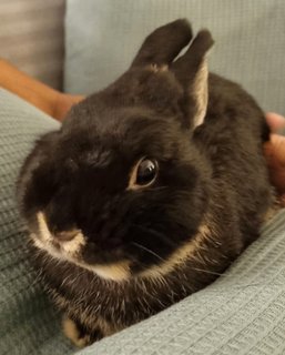 Bucky - Netherland Dwarf Rabbit