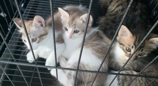 3 Kitten - Domestic Short Hair Cat