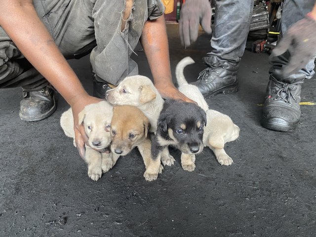 Pola - Mixed Breed Dog