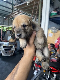 Pola - Mixed Breed Dog