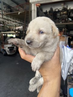 Pola - Mixed Breed Dog