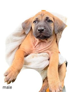 Ten Little Cute Pups - Mixed Breed Dog