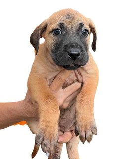 Ten Little Cute Pups - Mixed Breed Dog