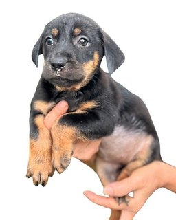 Ten Little Cute Pups - Mixed Breed Dog