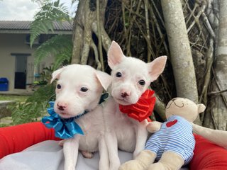 Dolly &amp; Paxton  - Mixed Breed Dog