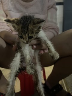 Milky  - Domestic Short Hair Cat