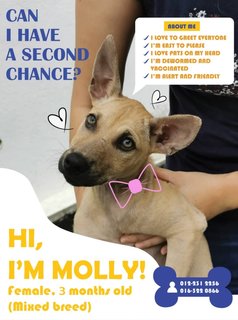 Molly - Mixed Breed Dog