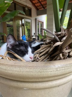 Tofu - Domestic Medium Hair Cat