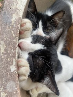 Tofu - Domestic Medium Hair Cat