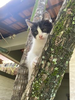 Tofu - Domestic Medium Hair Cat