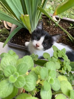 Tofu - Domestic Medium Hair Cat