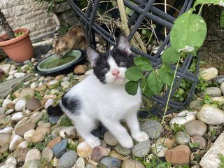 Tofu - Domestic Medium Hair Cat