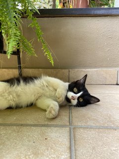 Grogu  - Domestic Long Hair Cat