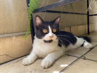 Grogu  - Domestic Long Hair Cat