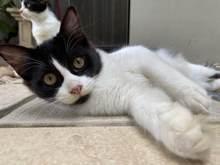 Grogu  - Domestic Long Hair Cat