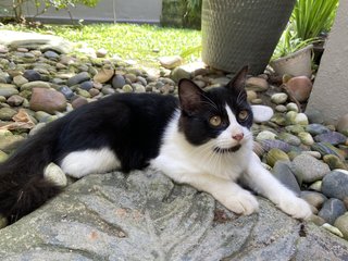 Grogu  - Domestic Long Hair Cat