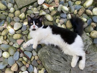 Grogu  - Domestic Long Hair Cat