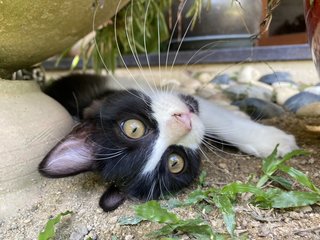 Grogu  - Domestic Long Hair Cat