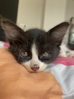 Grogu  - Domestic Long Hair Cat