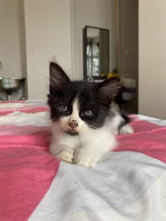 Grogu  - Domestic Long Hair Cat