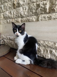 Grogu  - Domestic Long Hair Cat