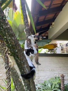 Tok - Domestic Medium Hair Cat