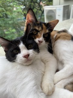 Tofu, Grogu &amp; Tok - Domestic Medium Hair Cat