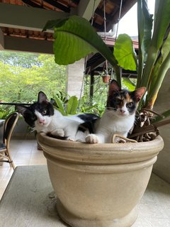 Tofu, Grogu &amp; Tok - Domestic Medium Hair Cat