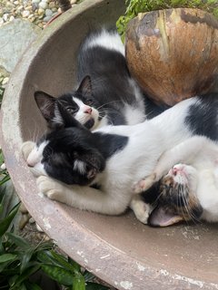 Tofu, Grogu &amp; Tok - Domestic Medium Hair Cat