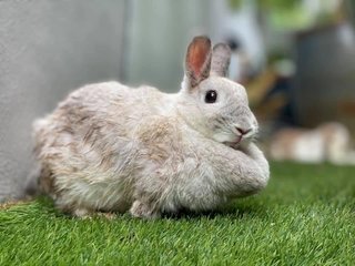 Husky - Dwarf Rabbit