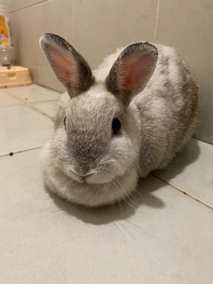 Husky - Dwarf Rabbit