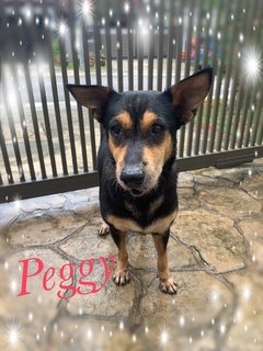 Peggy - Mixed Breed Dog