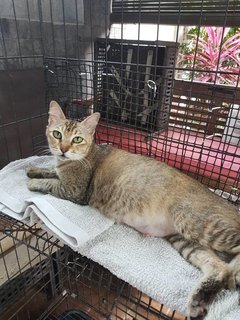 Pickles  - Domestic Short Hair Cat