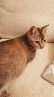 Pickles  - Domestic Short Hair Cat